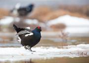 Birkhahnbalz - Black Grouse Courtship